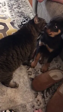 That dog’s face 😂😂😂 #catsanddogs #catsvsdogs #catsoftiktok #puppy #puppylove #funnypets #pets #funnydogs #funnycats
