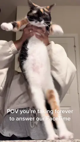 Momo is not happy when you take too long to answer #catsoftiktok @Lane Guest loves having us around