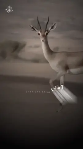 #صبحهم_بآلخـيـر🙋🏻‍♀️ #شيلات_روعه_خواطر_ذوق_طرب_تصميمي #اكسسسسسسسسسسسسسسبلورً