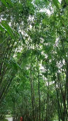 Đã bao lâu rồi bạn chưa về thăm quê? Ai ơi còn nhớ chăng những con đường làng quanh co bên lũy tre, bờ ao với biết bao kỷ niệm thuở ấu thơ🥰#tre#luytrelang #treviet#trexanh#langquevietnam