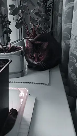 #дымка🐈😍💋💋❤️
