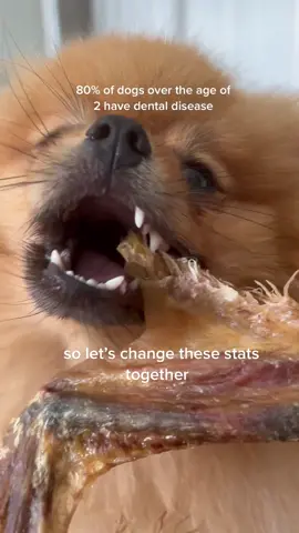 😋😋😋 #organicdogtreats #pomeranian #regenerativeagriculture #compostablepackaging