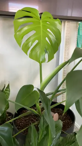 OMG what is that?? 😳😍 #newleafcheck #unfurled #monsteradeliciosa #plantsoftiktok #planttiktok #plantmom