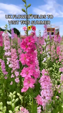 UK Flower Fields to visit this summer #flowerfieldsuk #flowerfields #hitchinlavender #sunflowerfields #ukflowerfield #thepatchmk #cotswolds #miltonkeynesbloggers
