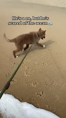 Thats a tough one 🤔 #fyp #hesa10but #scaredycat #ocean #fearoftheocean #dogsoftiktok