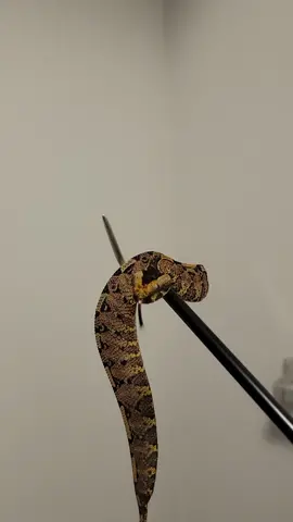 The most beautiful snake on the planet #pitviper #hybrid #hybridsnake #gabino #gaboonviper #rhinoviper #babysnake #caterpillar #cuteanimals #pets #snek #noperope #reptiles