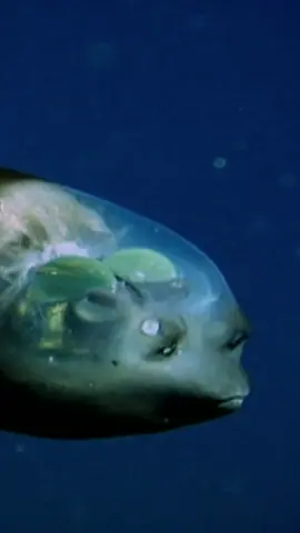 This is a barreleye #fish. 🐟 #deepsea #ocean #sharkweek