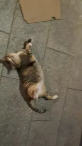 for everyone who keeps asking about the catto here is an update the catto is happy and chonky! #cat