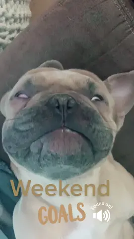 Who else is tired? #weekendgoals #fy #fyp #fypシ #fypシ゚viral #fypdongggggggg #fypp #fypppp #fyppppp #fypppppppp #fyppppppppppppppppppppppppppppppppppp #fyy #happy #Love #cute #cutebaby #cutepuppy #cutepuppies #viral #viralvideos #funny #fun #dog #dogparents #dogsoftiktok #puppiesoftiktok #puppy #puppies #puppytiktok #frenchbulldog #frenchbull #healthadepopit #dogs #doglover #happydog #happydoggie #happydoggo #cutedog #cuteness #dogvideos #dogvideosoftiktok #dogoftiktok #videooftheday #dogoftheday #friday #sunday #saturday #weekend