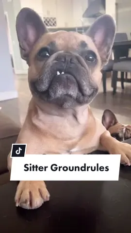 What are the odds he gets what he wants? #stepbrothers #dogsoftiktok #writeitdownsoyoudontforget #sitter #babysitter #frenchiesoftiktok #Foodie @somefrenchienamedapollo @somefrenchienamedapollo
