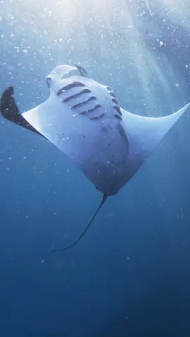 A Manta Rays performs a majestic, slomotion backflip right below the ocean surface #ocealife #wildlife #naturevibes #naturelovers #diving #underwater #manta #mantaray #sunrays🌞 #ocean #justbeautiful