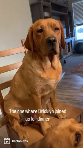 This girl you guys 😂 #bartonlabs #bartonlabradors #englishlab #englishlabrador #foxredlab #yellowlab #dinnertime #funnydogvideos