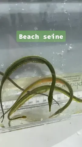 The pregnant pipefish 🤓😱 #beachseine #seine #marinebiology #eelgrass #pipefish #mudflat #scicomm #crab #shrimp #flounder #pnw #fyp