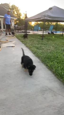 #puppiesoftiktok #fyp #foryoupage❤️❤️