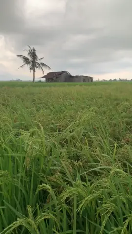 Sawah luas terbentang. Oh ya! This video is actually recorded on 5th June yang lepas. Rindu pula rasanya bila semuanya sudah panen 😅 #SawahPadi #Padi #PaddyField #Paddy #Hometown #SungaiBesar #Sekinchan #SabakBernam