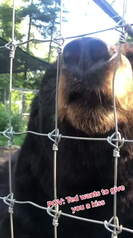 Did you know a black bear’s tongue is 8-12in long?🤔 #bears #blackbears #bearsoftiktok #beartok #wildlife #elymn #northamericanbearcenter