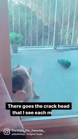 My mom says that I’m crazy 🐶 #fy #fypシ #fypage #fypシ゚viral #fyppppppppppppppppppppppp #happy #Love #cute #cutebaby #cutepuppy #cutepuppies #viral #viralvideos #funny #fun #dog #dogparents #dogsoftiktok #puppiesoftiktok #puppy #puppies #puppytiktok #frenchbulldog #frenchbull #healthadepopit #dogs #doglover #happydog #happydoggie #happydoggo #cutedog #cuteness #dogvideos #dogvideosoftiktok #dogoftiktok #videooftheday #dogoftheday #saturday #WeekendVibes #weekend