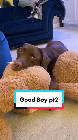 My favourite of Ollie’s tiktok series 🤎 #dogsoftiktok #dog #goodboy