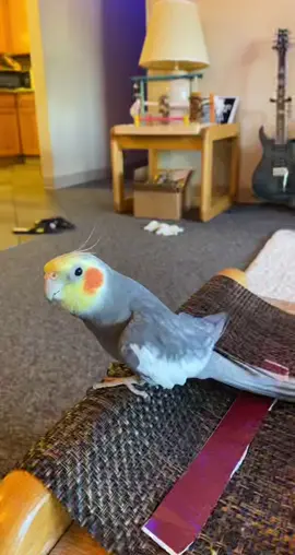 Just a little bird singing his “baby bird” lullaby and adding a lot of vibrato #cockatiel #bird #pet #parrot #cockatielsoftiktok