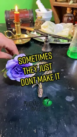 🐍 One of the down sides of snake breeding is that they all dont make it. Even if you do everything right sometimes nature has different plans. I imagine he is now basking in the warm sun and ambusing rats on the other side. 🧪 #PlutoTVIsFree #snakes #memorial #ballpython #royalpython #snakebreeder #snakekeeper #fyp #foryou #الثعبان #witchythings #Königspython #गेंदअजगर #animalsoftiktok #oddity #wetspecimen #snakesoftiktok #sadday #naturehadotherplans #problems