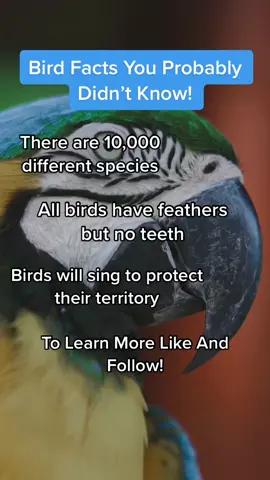 #bird #birdsoftiktok #birdfacts #AnimalFacts #wildlifefacts #wildlife #animals