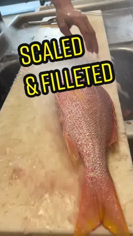 Yelloweye Snapper scaled and filleted. Yelloweye is also commonly known as Silk Snapper. Top shelf table fare. 🔥..................#yelloweye #yelloweyesnapper #snapper #redsnapper #mangrovesnapper #yellowtailsnapper #cuberasnapper #muttonsnapper #vermilionsnapper #mahimahi #fishmongerlife #freshfish #hogfish #hogsnapper #cod #lingcod #rockfish #foodporn #homecook #homecookingshow #silksnapper