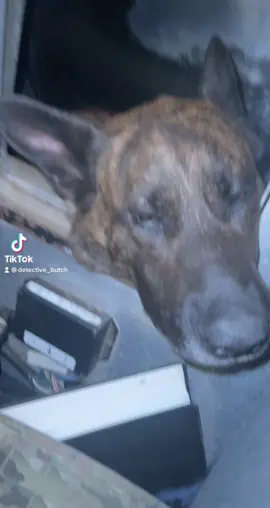 When you have to work on your birthday and all you want to do is sleep. #k9 #dutchshepherd #dogsofttiktok #puppers #dutchshepherdsoftiktok #dog #dogs #worldgames #policedog #policek9 #sleepy #drooling #nightshift #work #workingdog #workingdogsoftiktok #workingdogs