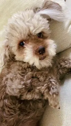 Te amooo 💜 #pescotapa #tamaluca #dog #manolo