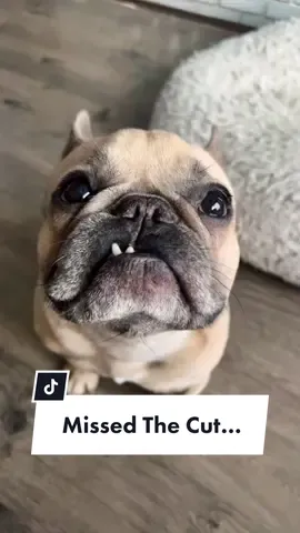 He never even got cut though? #teamsport #Soccer #frenchiesoftiktok #dogsoftiktok #jasonbankscomedy #dogparents #dogdad #lastpick @somefrenchienamedapollo @somefrenchienamedapollo