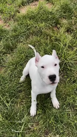#dogoargentino #dog #edit #fyp #popular #trend #dogs #xbyzca
