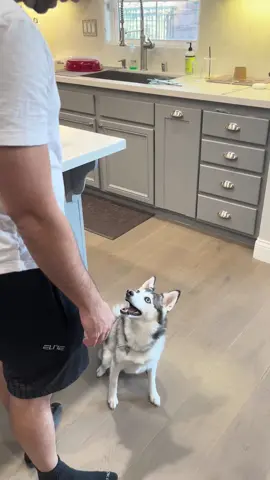 Her expressions are so human-like 😂😂😂 #dogsoftiktok #funnydog #fyp
