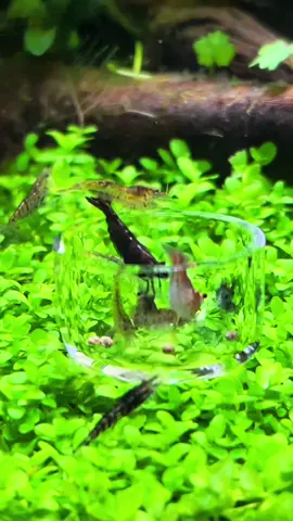 Little dish for the shrimp #plantedtank #freshwater #aquascape #uns #tiktok #aquarium #oase #freshwateraquarium #plants #fyp #interesting