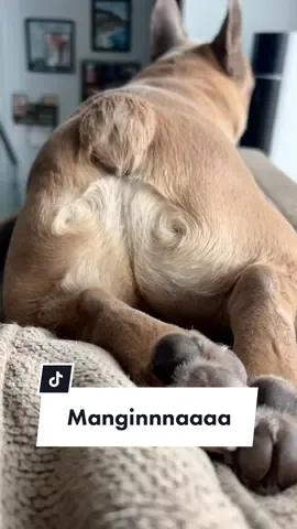 I think he may be a little self conscious #mangina #oldgregg #dogsoftiktok #frenchiesoftiktok #mightyboosh #spayandneuter #dogdad #dogparent @somefrenchienamedapollo @somefrenchienamedapollo