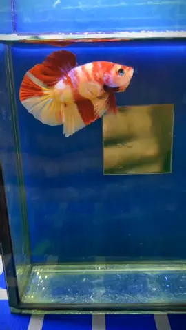 Candy Galaxy, harga mur2 je promo hari raya gengg 😁 minat rogerr no kt bio 👍 #ajbettamache #bettamalaysia🇲🇾 #ikanlagamalaysia #ikanlaga #betta #cupang #tiktokpelitfyp