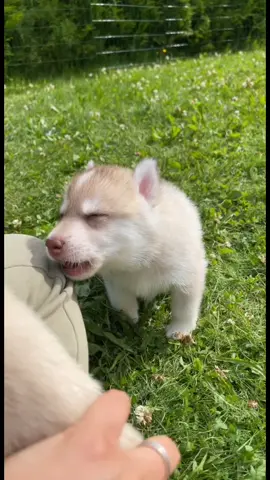Meet Bueno, the little chocolate wolf❤️ #babywolf #siberianhusky #wolfdogsoftiktok #huskieshowling #huskypuppy #puppytok #huskysoftiktok