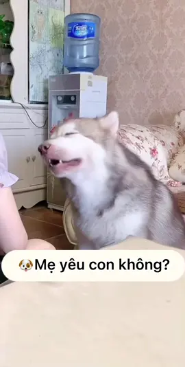 🐶Chỉ là thèm thịt gà thôi mà … 🥺🥺🥺 #xuhuong #vba2022 #trending #funny