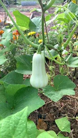I’n so glad I planted that butternut squash and my cucumber looks great! #butternutsquash #cucumber #tomato #propagateplants #gardentok #gardenhack #gardentips #zone8b #educational #lisarn22