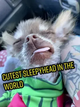 Its monday. Im tired!! #PetsOfTikTok  #hairlesschihuahua #hairlesspuppy #chihuahuapuppy #chihuahuasofinstagram #hairlesschihuahuasofinstagram #xoloitzcuintli #xoloitzcuintlisofinstagram #hairlessbreed #puppylove #chihuahua #xolopuppy #puppiesofinstagram #followmydog #nekkeddog #hairlessdog #gremlindog #babywerewolf #chihuahuasoftiktok #puppiesoftiktok #viralpuppy #uniquepuppy #dogsoftiktok