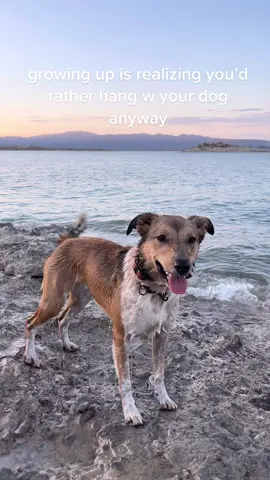 if i cant bring my dog, then i dont ✨want it✨ #dogsoftiktok #DogTraining