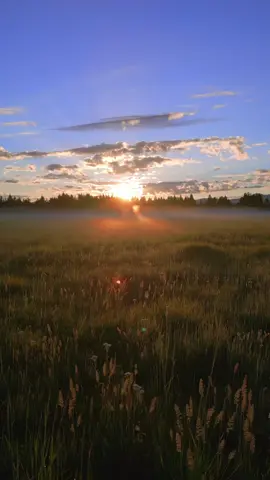 Meadow Sunrise 😌#meadow #sunrise #grass #sun #clouds #fog #god #oregon #oregonexplored #pnw #pnwonderland #pacificnorthwest #calm #relax #peaceful #peace #nature #naturevibes #naturetok #natureismytherapy #scenery #travel