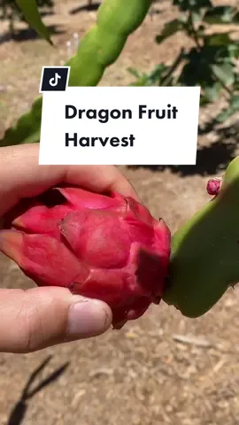 First dragonfruit of the year! #garden