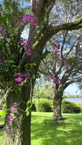 One of the most beautiful orchids in a back yard 💜 when in doubt, stick them in a tree, they will love their new home! @BetterHomes&Gardens #orchid #orchidtok