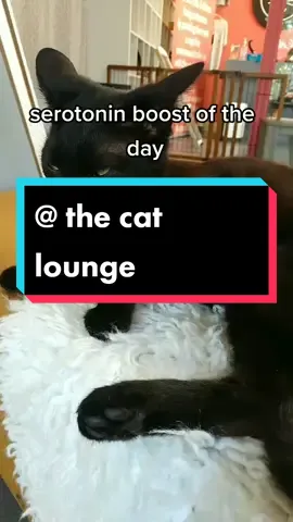 at the cat lounge @Cattherapysb #cat #catsoftiktok #cattok #feline #meow #furbaby #serotoninboost #santabarbara