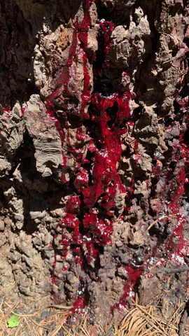 🩸🌳😳 #bleedingtree #mothernature #fyp #foryou #PrimeDayDreamDeals #sap #bloodwoodtree #fypシ #xyzbca #californiaadventure #california #strangerthings #explore #dontdeletemyvideo #nature ##treelife