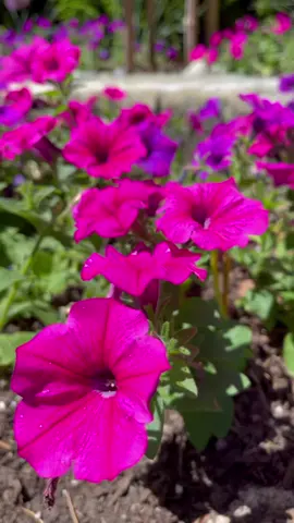 Garden corner 💕💜🌸🌿💜💕✨#summerflowers #summergarden #relaxingnature #nature #naturaleza #naturelover #gardentiktok #溫哥華 #gardenflowers #花 #flores #fleurs #flowers #fyp #fypシ #foryoupage #flowergarden #jardintok #jardin #jardines #morningglory #morningglories