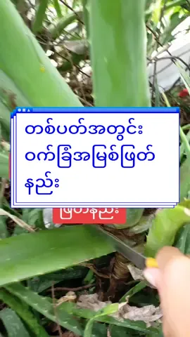 #တစ်ပတ်အတွင်းဝက်ခြံအမြစ်ဖြတ်နည်း #skincaresharing #ဝက်ခြံ #thankyoumyanmar #thinkb4youdo #howtolive #howtotiktok #tiktokuni #ဝက်ခြံပျောက်ချင်သူများအတွက် #ဝက်ခြံပျောက်ခြင်သူများ #ဝက်ခြံ