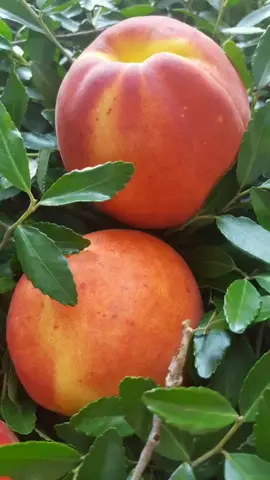#musica #fruta #naturaleza #durazno #manzana #foryou #flyp #parati