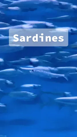 Who can relate? 🐟 #sardines #fish #schooloffish #aquarium #montereybayaquarium #monterey #marinebiology #fyp #foryou #fypシ