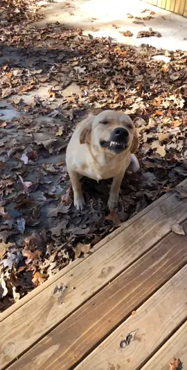 she always tells on herself hahah #smilingdog #smilingdoggo #smile #dogsoftiktok #fyp #foryou
