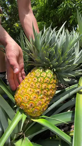 Did you know? A pineapple top takes 2-3 years to produce one pineapple 🍍 Luckily the pineapple in this video grew extra tops 😍#pineapple #piña #pineappleseason #pineappleplant #fruit #miamifruit